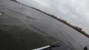 р. Ока. Судак за 3 кг на Keitech Swing Impact Fat 5.8.