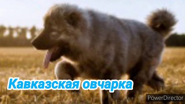 ТОП-6 пород собак, которые не подходят для квартиры смотреть онлайн