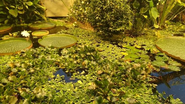 Кувшинки виктория и водяной гиацинт в тропической оранжерее ботанического сада г. Орхус, Дания