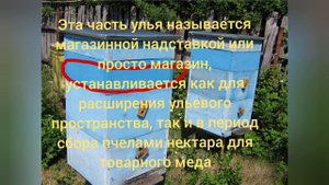 как устроен улей, как что называется