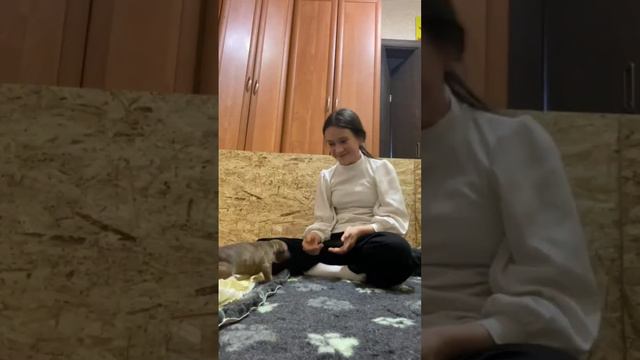 ✅ ЩЕНОК АМЕРИКАНСКОГО СТАФФОРДШИРСКОГО ТЕРЬЕРА ДОСТУПЕН ДЛЯ БРОНИ ‼️#амстафф #щенок смотреть онлайн