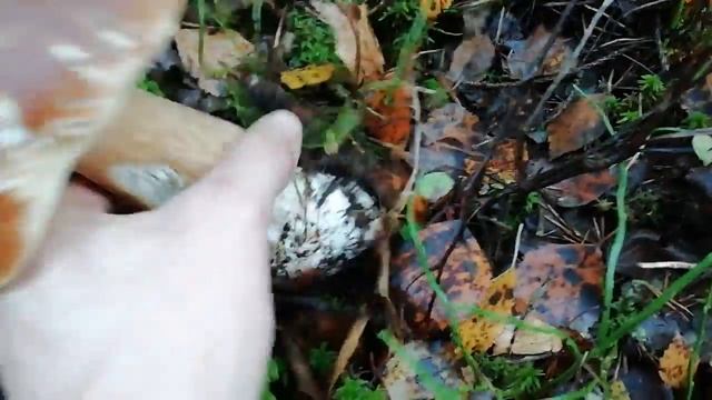 Грибы в Ленинградской Области 2018 смотреть онлайн