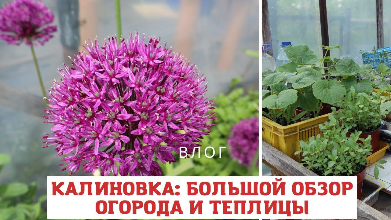КАЛИНОВКА: большой обзор огорода и теплицы с рассадой
