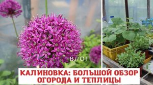 КАЛИНОВКА: большой обзор огорода и теплицы с рассадой