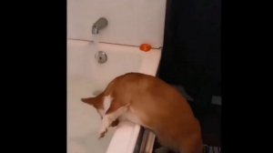 Смешные и милые корги. Щенки корги. Подборка 2021