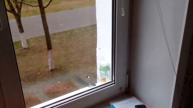 #птицы #птички #синицы #синички