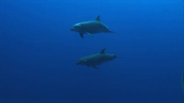 Дельфины Под Водой смотреть онлайн