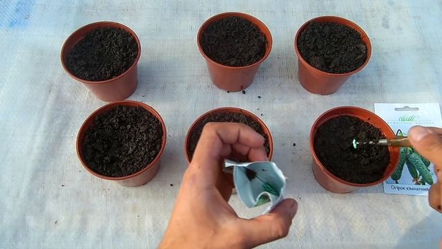 Выращивание огурцов на подоконнике зимой / Высаживаем огурцы на рассаду