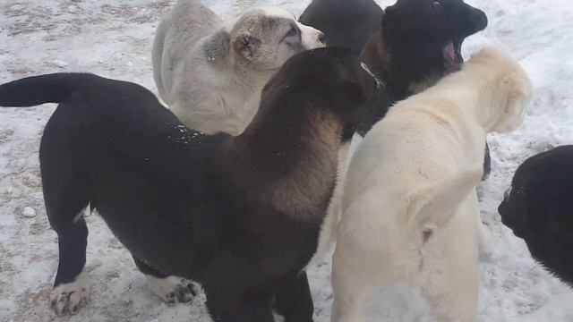 щенки алабая среднеазиатской овчарки из питомника Аз Марал продажа 89278137957 ватсап смотреть онлайн