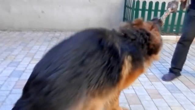 Long-haired German Shepherd. Длинношерстная немецкая овчарка. десса.