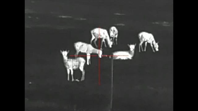 Pard SA32 LRF 35 mm termisk kikkertsikte med avstandsmåler смотреть онлайн