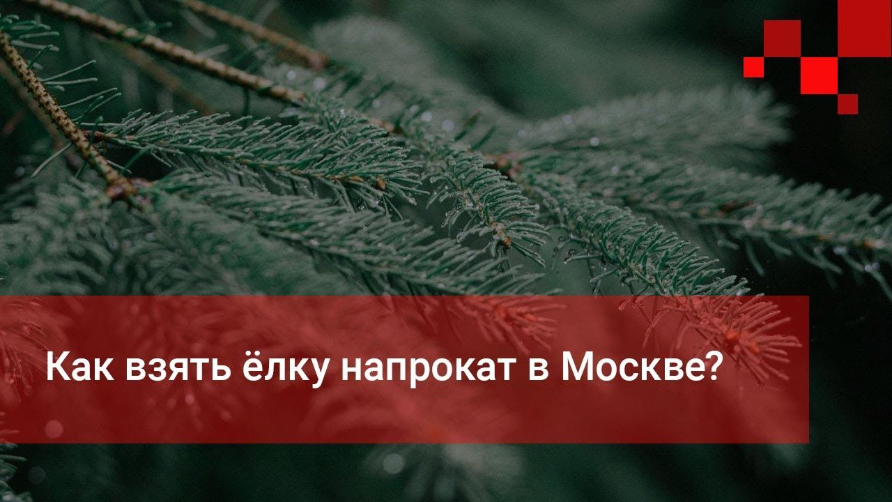 Возьми елку. Забирает ёлку. ёлочный берет. как елку забрать.