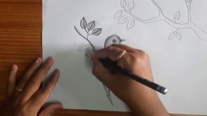 how to draw bird step by step/ bird drawing/ pencil sketch/ basic of drawings