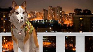 WildCraft: страшилка – "А если оно меня убьёт?.."