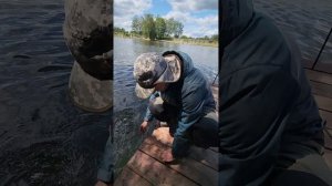 Стерлядь на крючке. Лучший платник в Подмосковье. Без нормы.