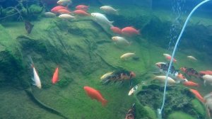 Известкование в пленочном пруду с карпами кои.