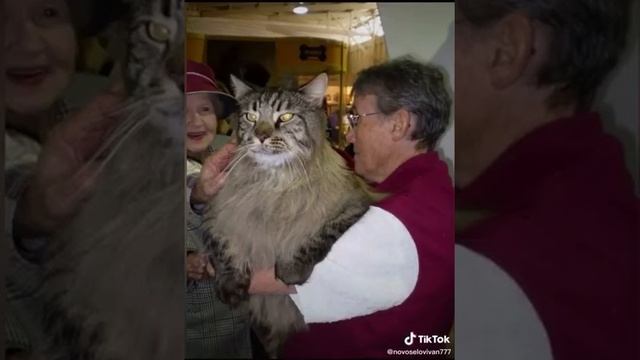 ты мой миленький хорошенький мой котик смотреть онлайн