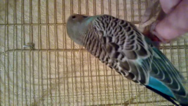 Кирюша волнистик смотреть онлайн