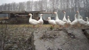 КАК ОТОБРАТЬ ГУСЕЙ НА ПЛЕМЯ(ОШИБКИ И ПРАВИЛА)