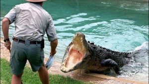 Нападение Аллигатора во время кормешки \ Нападения животных, нападение на человека