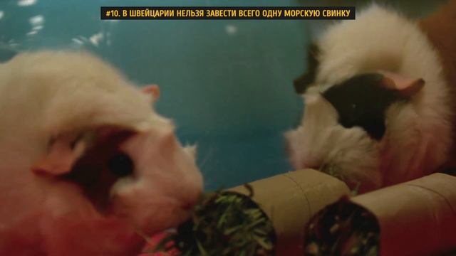 15 Нелепых Фактов, Которые Оказались Правдой смотреть онлайн