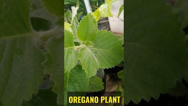 Oregano Plant - Best Herbs (Marjoram) #Short