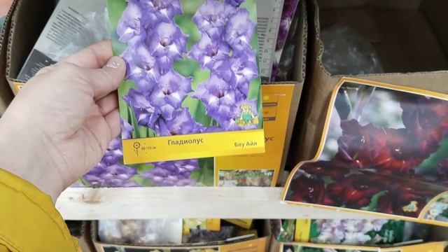 ?Ашан?Розы⚘Скидка на Гладиолусы? смотреть онлайн