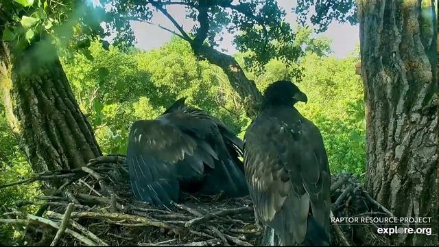 Decorah Eagles 6-25-20, 7:45 am DM2 with fish #3, 34 gets it, 35 takes over смотреть онлайн