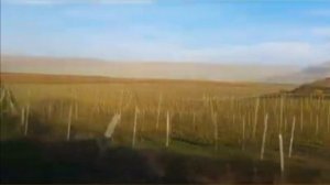 Виноградники Крыма, куда съездить в крыму, видовые места #красивыеместакрыма #кудасъездитьвкрыму#