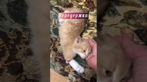 Бывшепридворный кот Абрикос