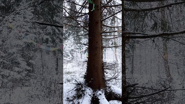 По первому белому снегу в дремучие старые ели. смотреть онлайн