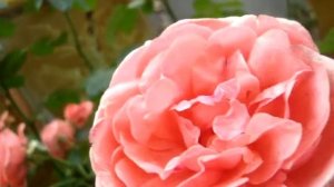 Лучшие английские розы для загородного участка