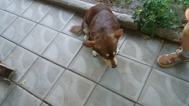 Шашлык, баклажаны печёные./ Малыш./ смотреть онлайн