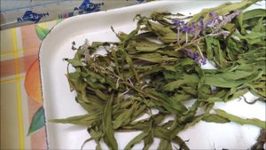 ? Иван-чай: влияет ли ? температура ? сушки на цвет сухой заварки. (Russian tea).