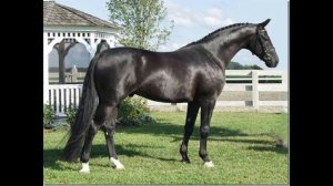 Ганноверская порода лошадей