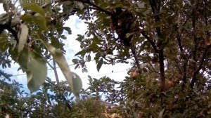 Пчелиный рой в сентябре.Роение пчел.