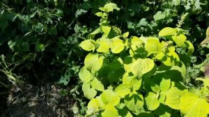 Growing tons of Coleus!!! Experimenting with full sun vs partial shade results!!!