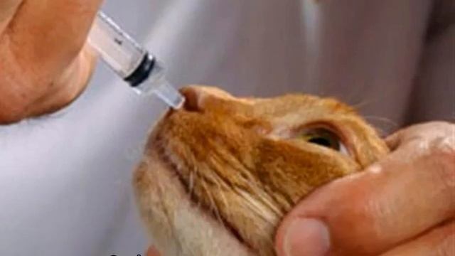 Кот чихает: причины, что делать в домашних условиях смотреть онлайн