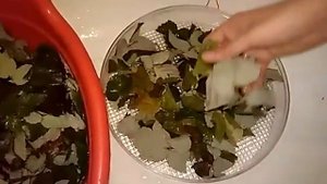 Травяной чай из малины. Как правильно сушить листья.