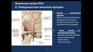 Клиническая анатомия сосудов головы. 16.11.21 - 14:15