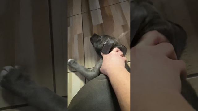 🔥Пищевая агрессия🔥показываем кто главный🔥#амстафф #стаффорд #американскийстаффордширскийтерьер смотреть онлайн