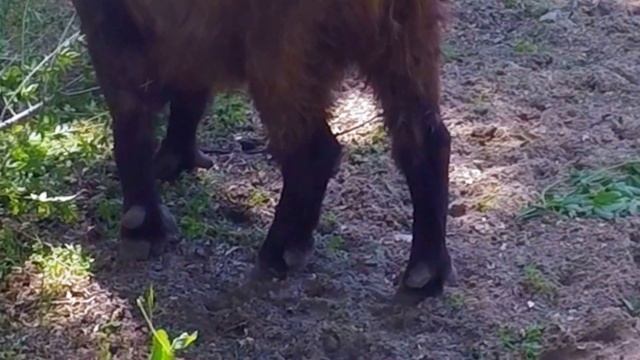 Are You Sleeping \ Сон Софии \ Хочу в Зоопарк\ Ростовский Зоопарк\ смотреть онлайн