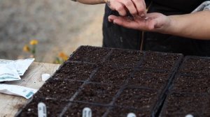 Planting Lisianthus Seeds for the Cut Flower Garden (Flowers With a 2 Week Vase Life)!!! ???