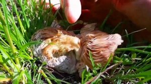 Энтолома садовая! ТЫ УЗНАЕШЬ ЕЁ из 150 видов Энталом?