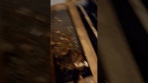 узв , стерлядь ест опарыша.