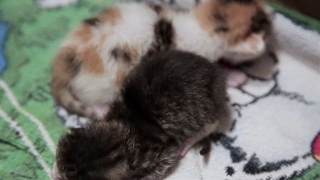Кормим новорожденных котят смотреть онлайн