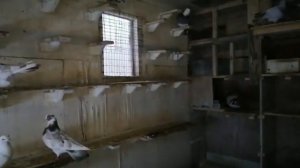 Голубята зимой . Бакинцы высиживают голубят . Причина гибели птенцов?#голуби #pigeon#