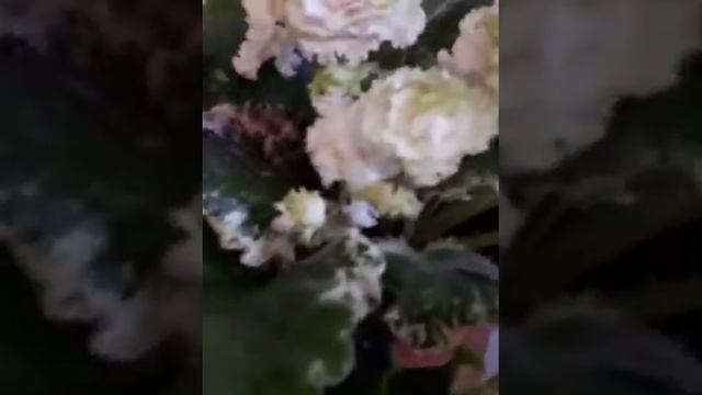 Фиалка ЕК-Изумрудное Кружево. смотреть онлайн