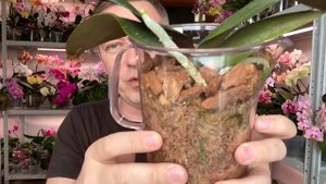 ОРХИДЕИ всё покрылось белым ПУШКОМ антигрибковый грунт для орхидей