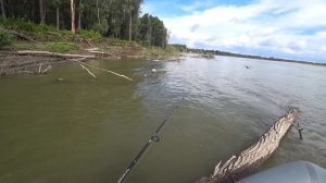 Живая лягушка на хищника при подъеме воды.Рыбалка на Оби.